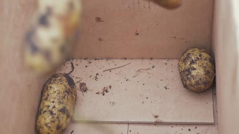 Potatoes-being-thrown-into-cardboard-box.-SLOW-MOTION