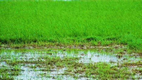 yellow weaver bird near a swampy area in the rice fields of bangladesh