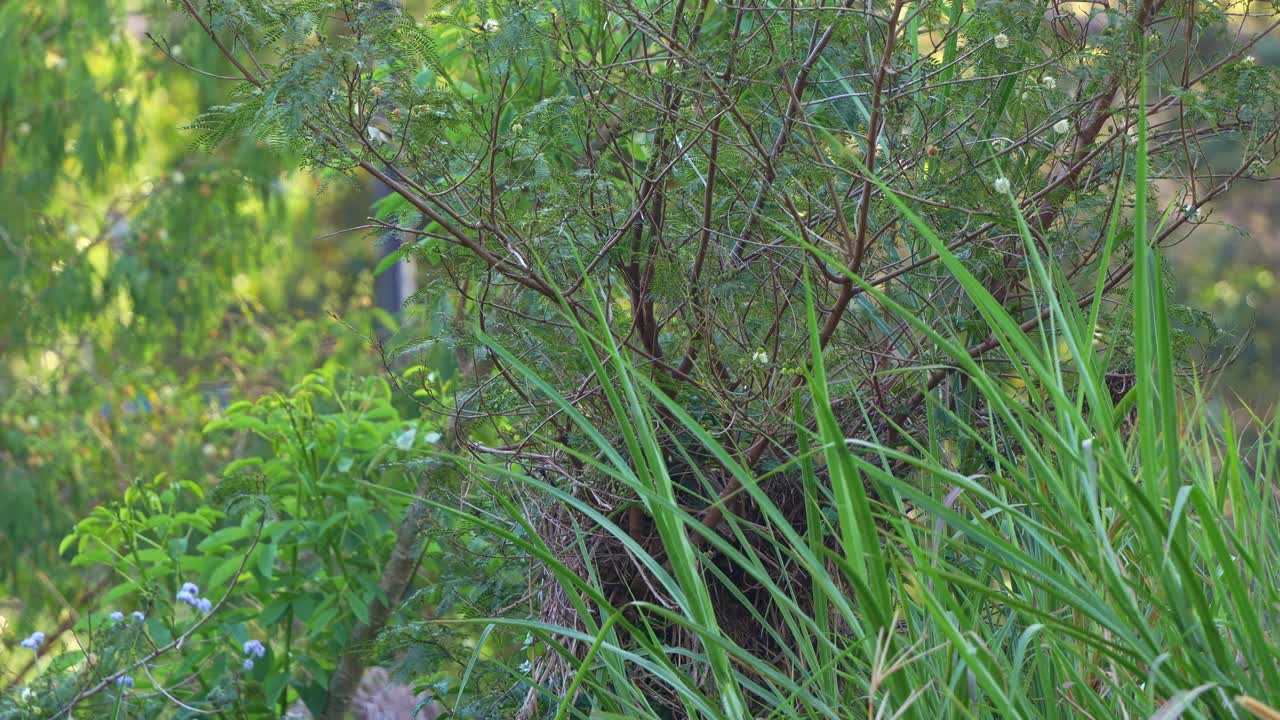 A Brown honeyeater (lichmera indistincta) perches on the branch, flitting around by the river, spread its wings and fly away, close up shot
