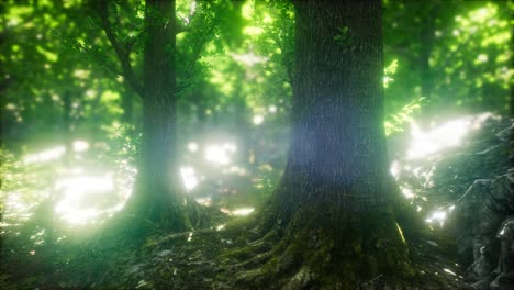 luz del sol en el bosque verde