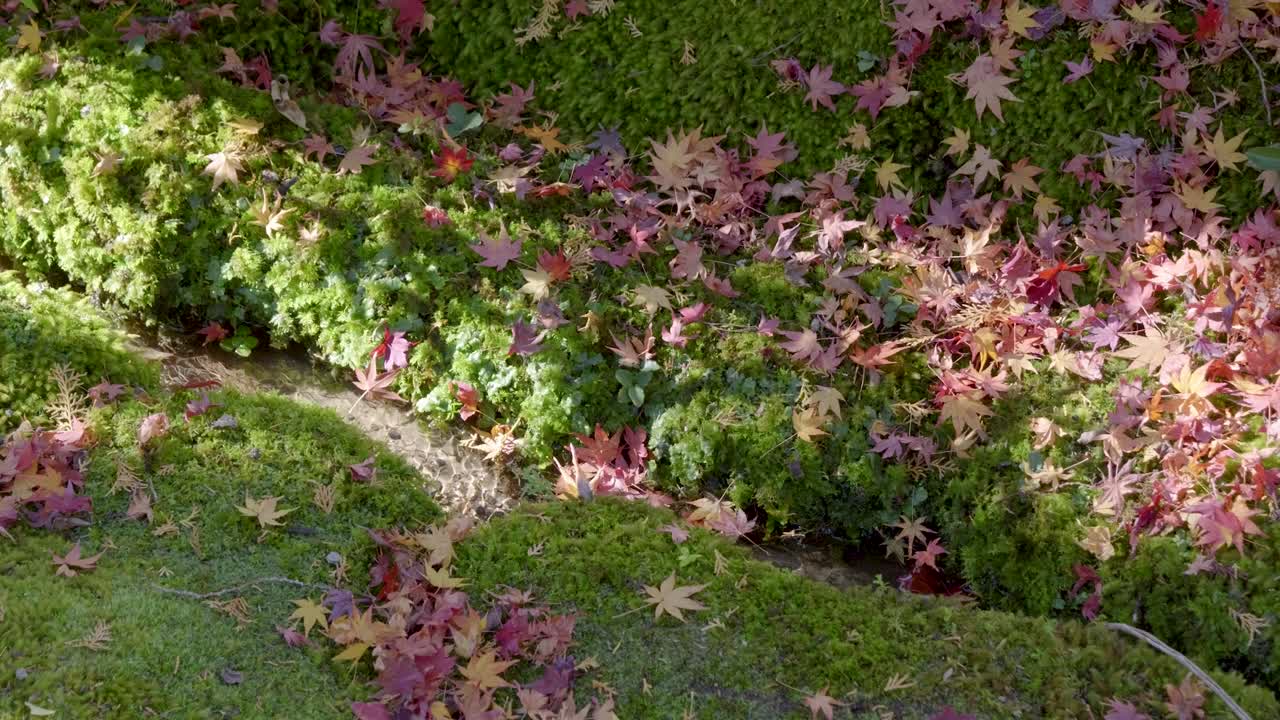 Stunning cinematic close up over fallen autumn color leaves with small river