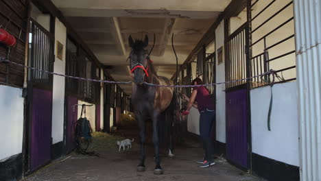 horse grooming in a stable