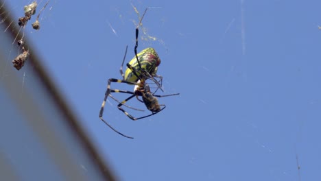 big female joro spider killing and biting alive bug prey in the cobweb over bluew sky