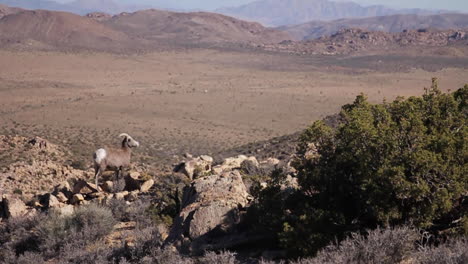 Dickhornschafe-Grasen-Und-Streifen-Im-Joshua-Tree-National-Park