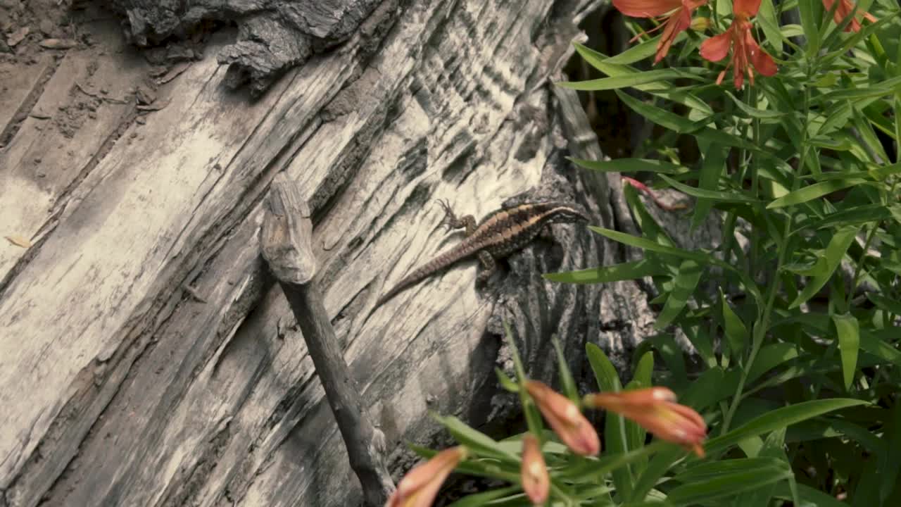 Lizard on an old tree trunk