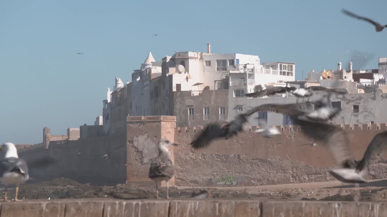 Vista di un gruppo di gabbiani che volano e si riposano vicino agli storici bastioni di Essaouira. Sullo sfondo in Marocco sono visibili le antiche mura della città e gli edifici bianchi della medina.