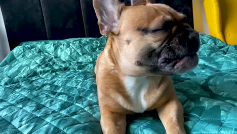 sleepy french bulldog yawning in front of camera