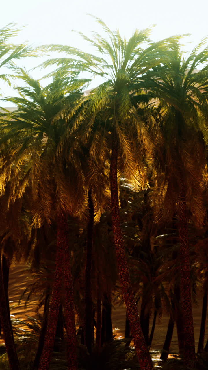Palm trees in a desert oasis