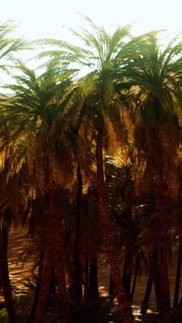 palm trees in a desert oasis