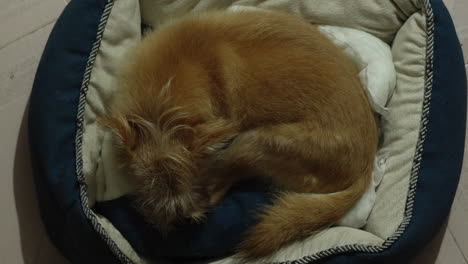 brown puppy sleeping soundly on a warm blanket