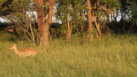 Impala-female-walks-through-tall-grass,-across-the-screen