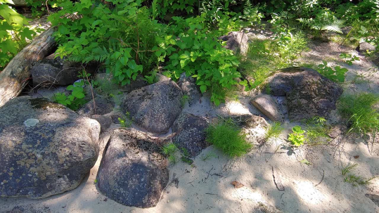 모래와 돌이 있는 숲이 우거진 지역의 가로 샷