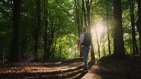 person hiking in a sunny forest