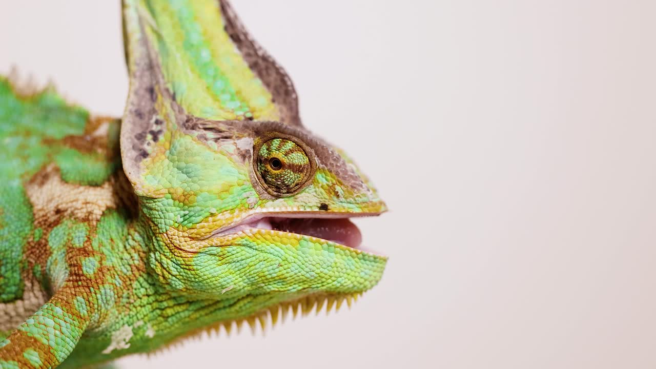 A veiled chameleon captures and eats a worm in a detailed close-up. Bright lighting highlights its vibrant colors and textures