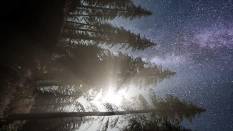 milky way stars with moonlight above pine trees forest