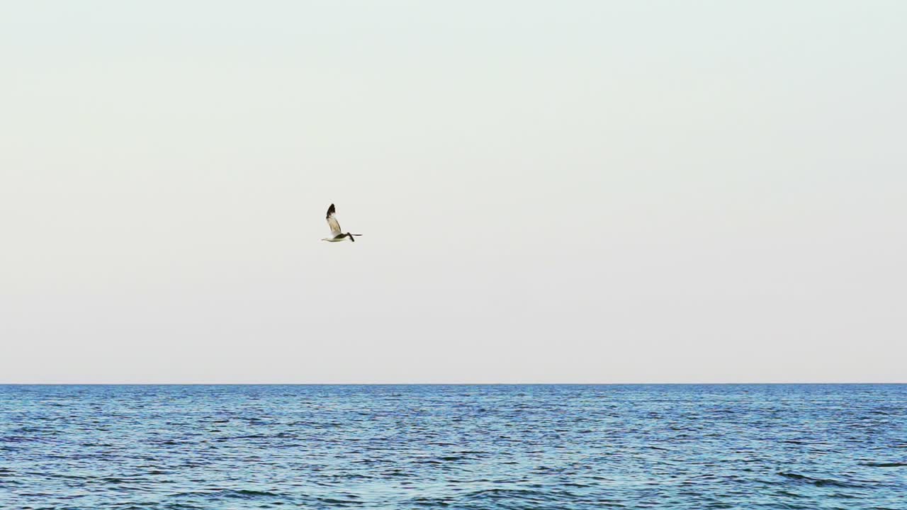 Seagull flying over the sea. View of lonely seagull flying above sea