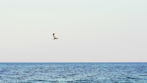 seagull flying over the sea. view of lonely seagull flying above sea