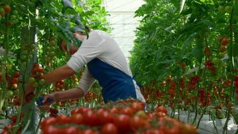 greenhouse entrepreneur collecting fresh tomatoes on sunny modern plantation