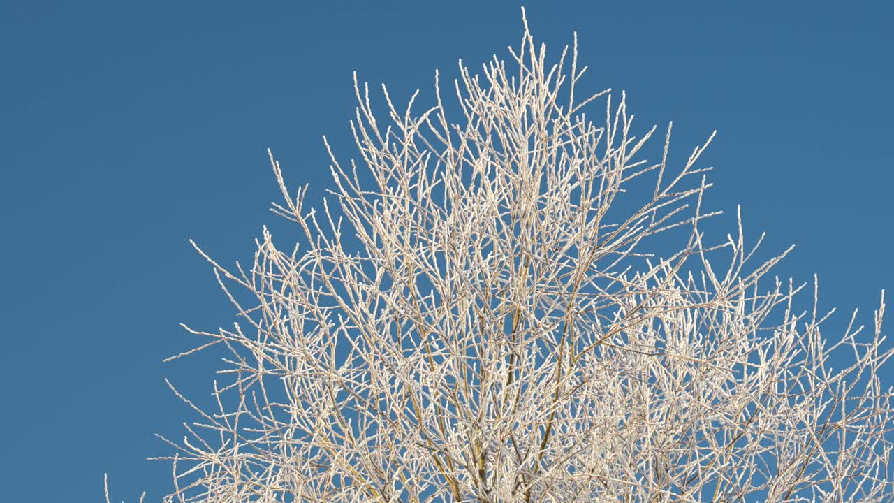 White frozen snowy tree on a beautiful clear day with blue sky, winter scene