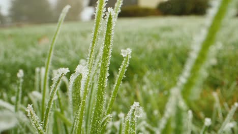 Nahaufnahme-Von-Frost-Auf-Dem-Rasen