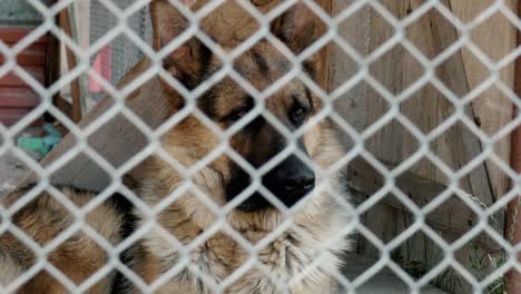 un perro triste se sienta encerrado en una jaula de metal