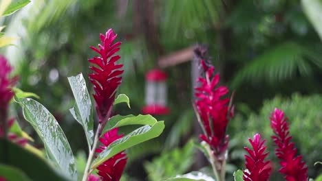 planta de flor del jardín de jengibre rojo en un día lluvioso