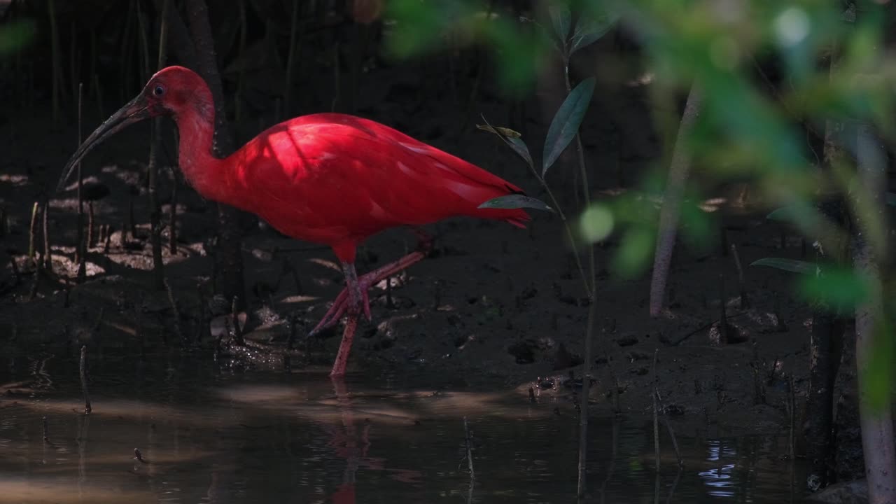 Wading inside a mangrove forest, looking for some shrimps and crabs to eat, a Scarlet Ibis-Red Ibis Eudocimus ruber is standing on mud in a estuary in Thailand.