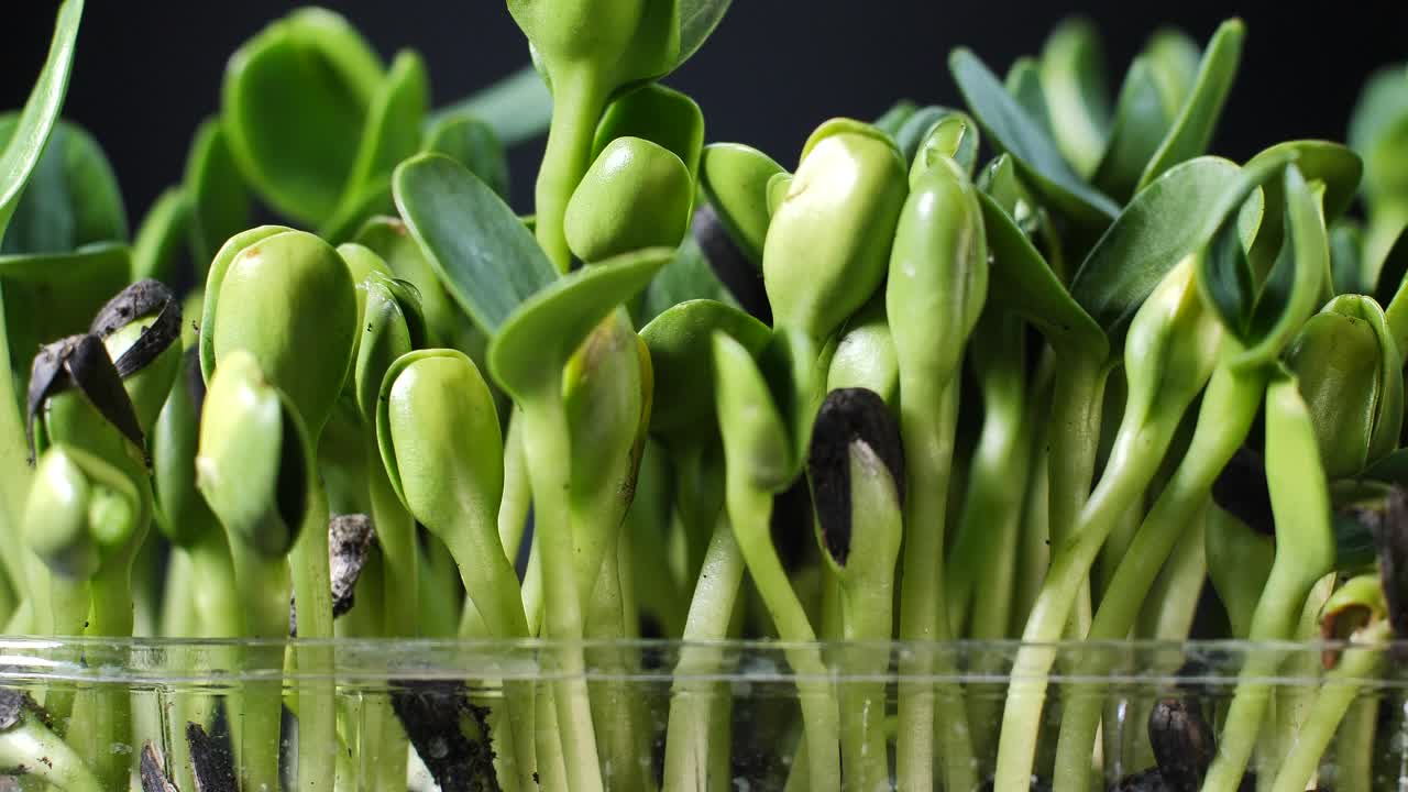 germinación de semillas para la nutrición. plántulas micro verdes