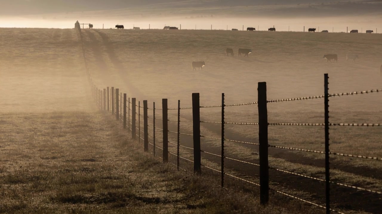 Pali di recinzione in filo spinato che si estendono lungo un pascolo, con i raggi dell'alba che fanno sollevare la nebbia e mostrano il bestiame.