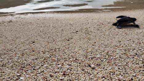 新生海龜爬行 進入海域