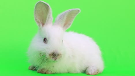 cute easter bunny on a green background. white little rabbit. easter holiday