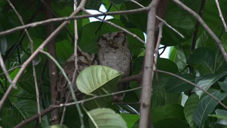 el viento sopla las copas de los árboles despertando al macho collared scops owl, otus lettia, tailandia