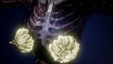 cuerpo humano con brillo visible glándula mamaria