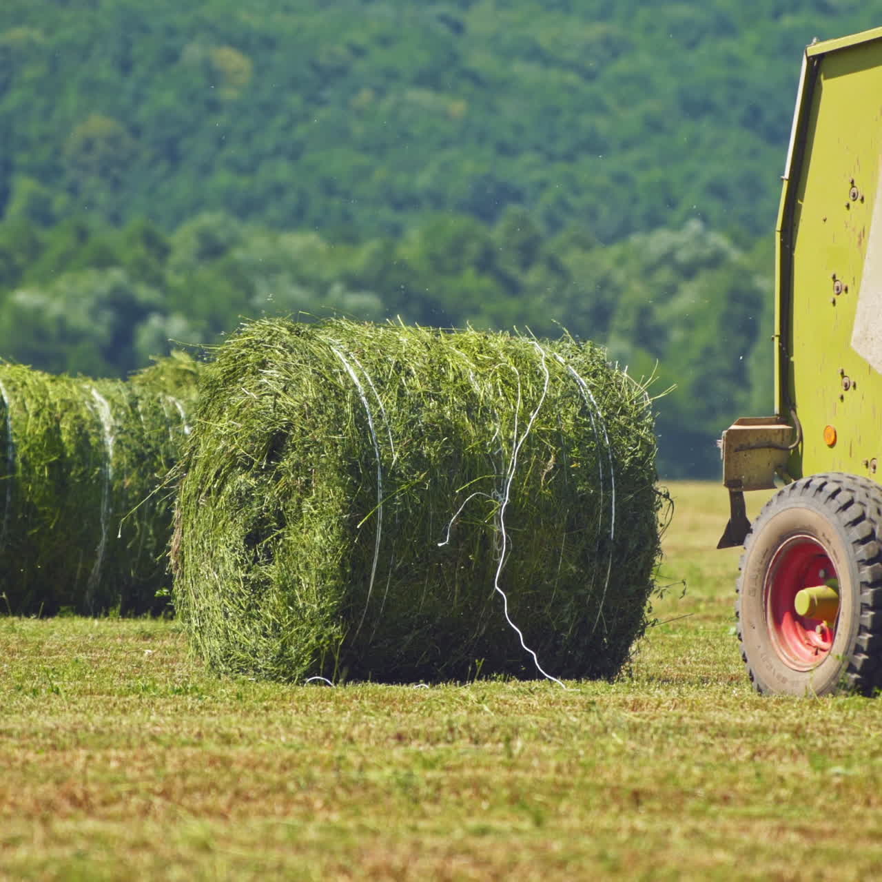 Big round bales of green grass on the forest background. Close-up. Agricultural machine pressing grass on the field for livestock in summer.