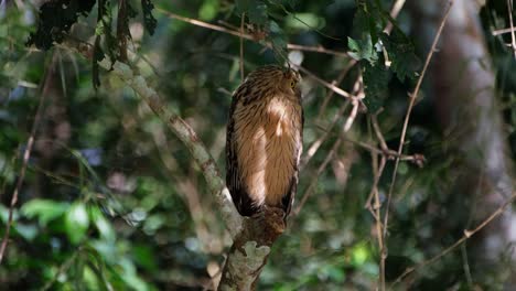 looking to the back over it's shoulder then faces the camera quickly with those big owly yellow eyes, buffy fish owl ketupa ketupu, thailand