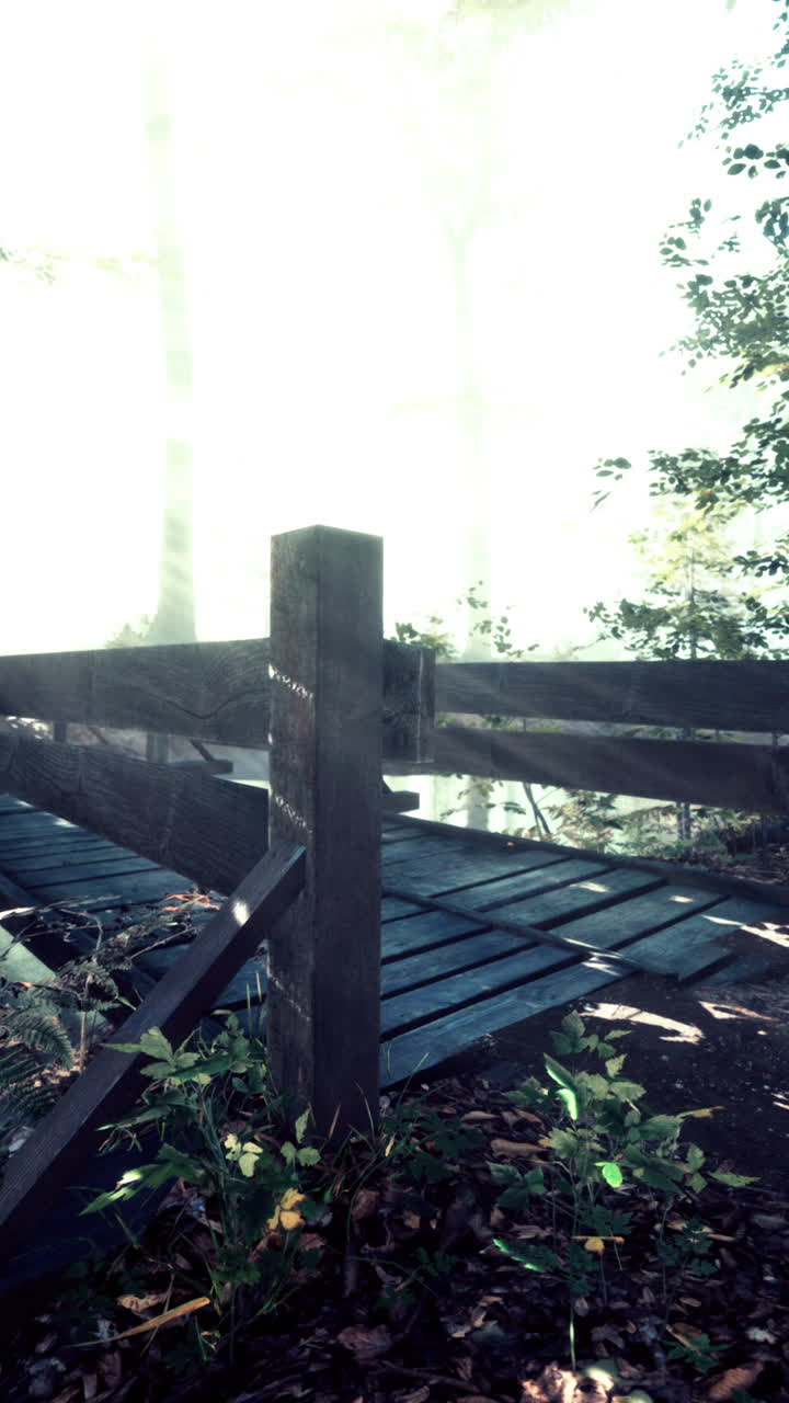 안개 숲 속 의 나무 다리