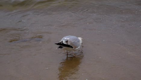 Einzelne-Möwe-Geht-An-Einem-Sandstrand-Der-Ostsee-Spazieren