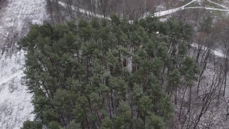 snowy forest trees dolly with drone
