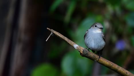 Taiga-Flycatcher,-Female,