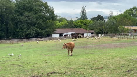 ox walking and sniffing the ground