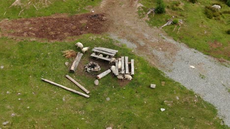 toma aérea lenta que se aleja de las mesas de picnic con ovejas tendidas y comiendo hierba