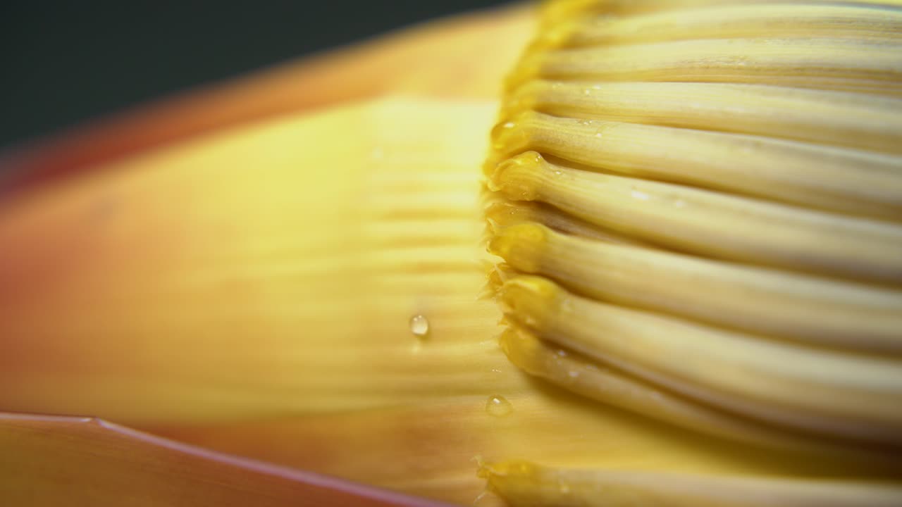 flor de plátano rica en nutrientes o flor de plátano o moca tiene muchos beneficios nutricionales