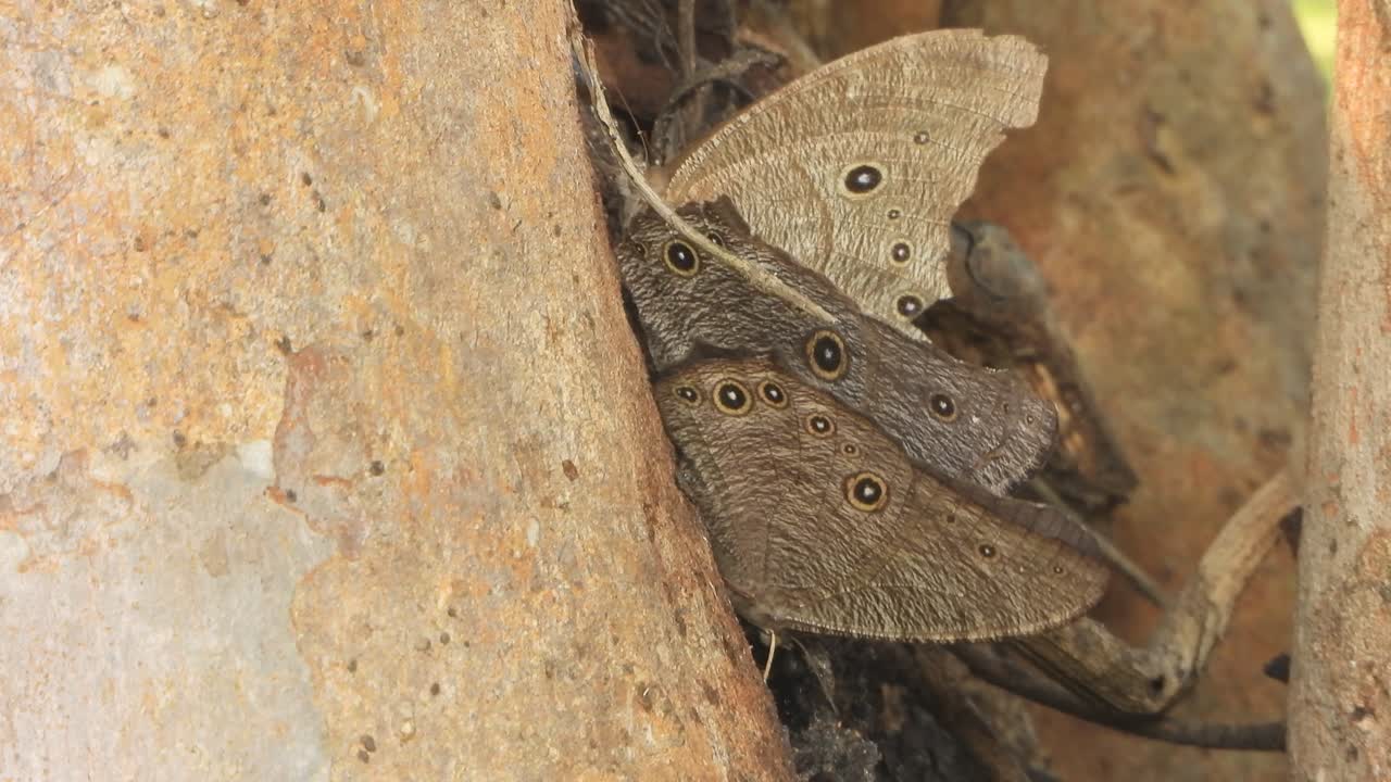 Beautiful Butterfly's relaxing and finding food in tree
