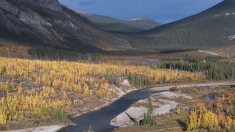 un dron aéreo de movimiento lento vuela sobre un bosque de árboles de hoja perenne y abeto amarillentos en otoño en el valle del río red deer cerca de ya ha tinda ranch alberta, canadá