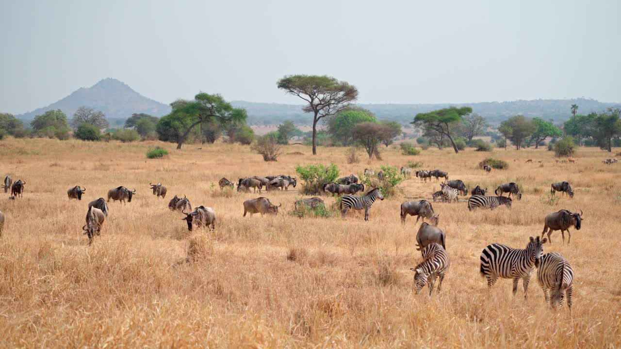 A herd of Zebras and Wildebeest grazing in Tarangire National Park, Tanzania