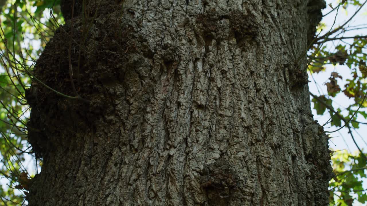 Sunrise Tree Bark Tracking Forward Tilt Up to Sunlit Leaves, Slow Motion 4K