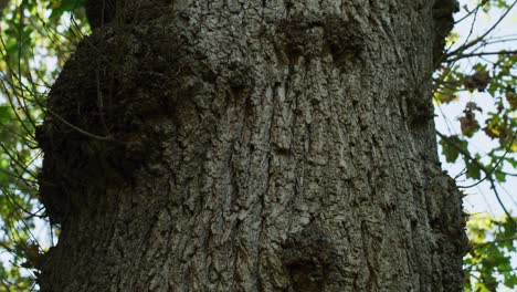 sunrise tree bark tracking forward tilt up to sunlit leaves, slow motion 4k