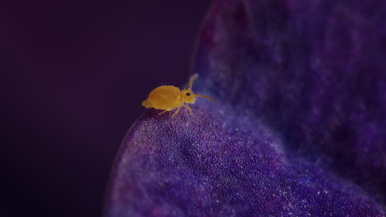 Globular springtail on purple petal, macro. Tiny creature outside; Collembola; hydrangea flower.
