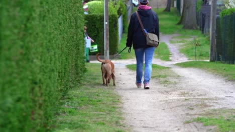 dog on a sidewalk walking with his owner on a leash in slowmotion