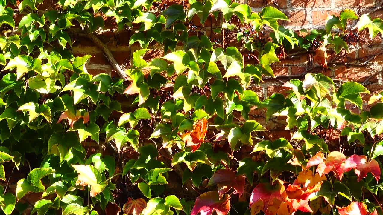 Edera sul muro di mattoni della casa. Riprese in autunno